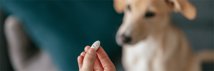 Do Pets Need Supplements?